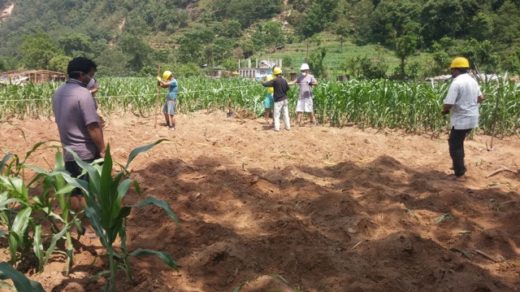 Clearing Cornfield